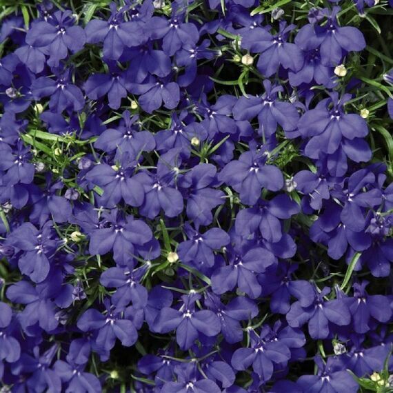 Лобелия ампельная Регата Марин Блю 10 шт ПОИСК