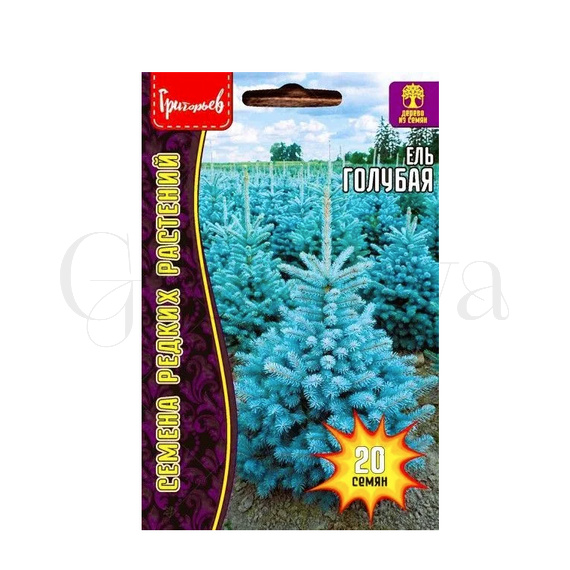 Ель Голубая РЕДКИЕ СЕМЕНА
