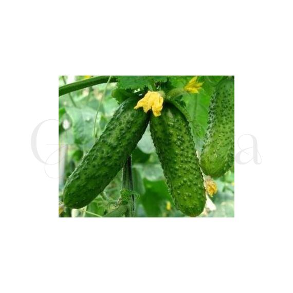 Огурец Дальневосточный Засухоустойчивый 50 шт РЕДКИЕ СЕМЕНА