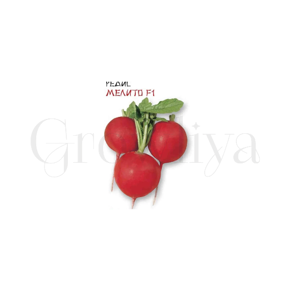 Редис мелито Семена Азии