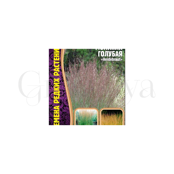 Молиния голубая  Heidebraut  20 шт РЕДКИЕ СЕМЕНА