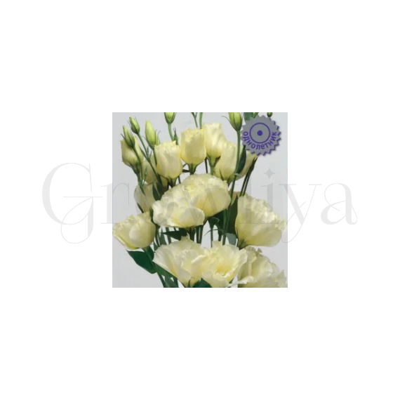 Эустома кр цв ЭйБиСи Еллоу 10шт ПОИСК