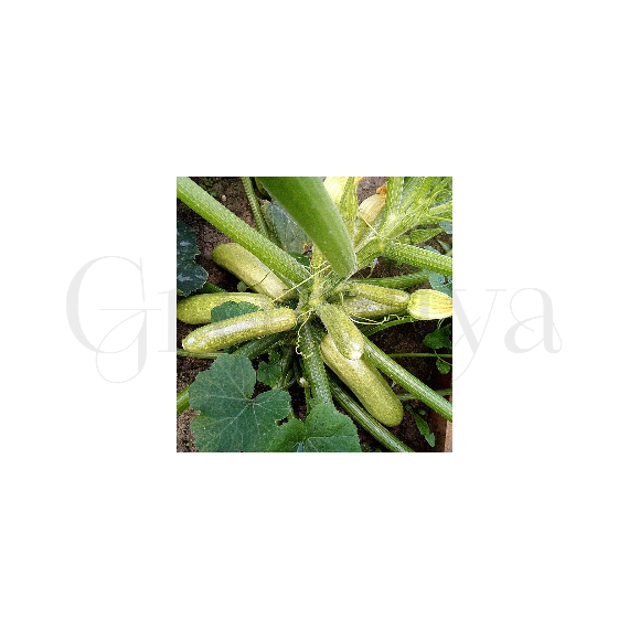 Кабачок Искандер F1