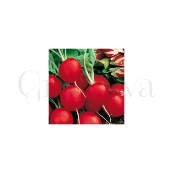 Редис Сакса РЕДКИЕ СЕМЕНА