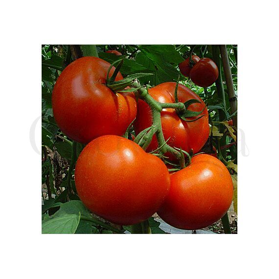 Раннеспелые помидоры Китайские семена