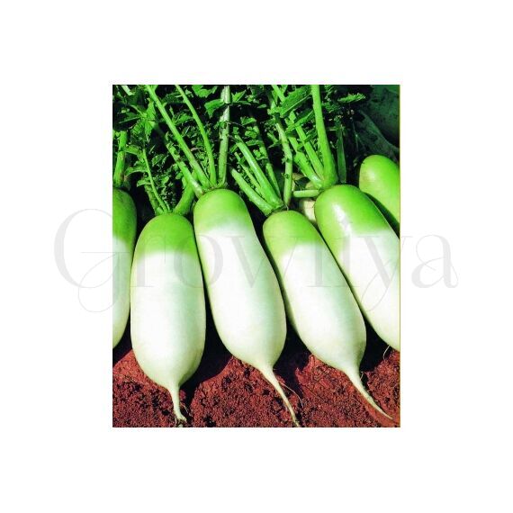 Дайкон Мисато грин F1 0,5г