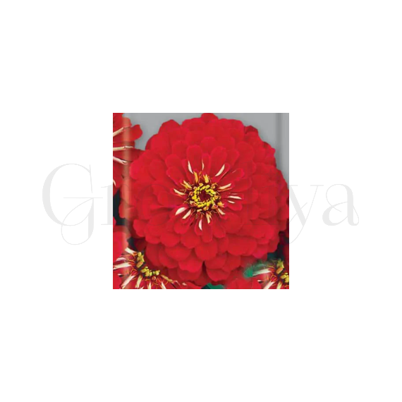 Цинния Черри Квин изящная РЕДКИЕ СЕМЕНА