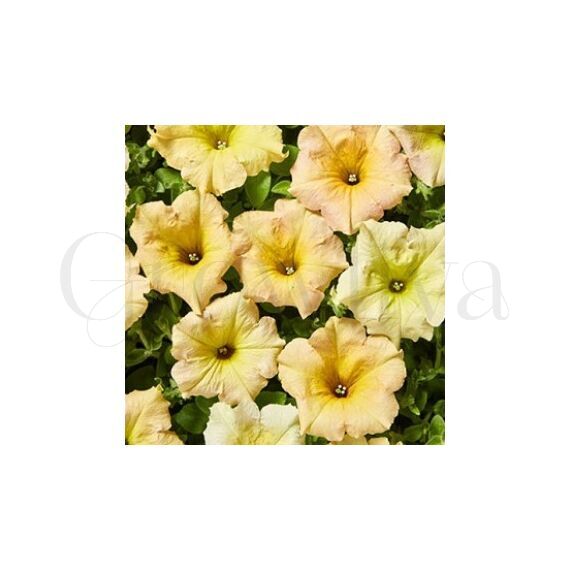 Петуния ампельная сурфиния Даймонд F1 Сан Шейдз 3 шт ЕС