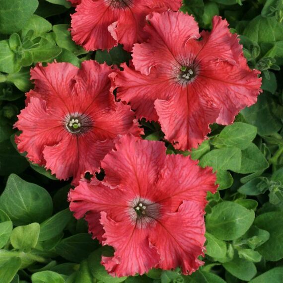 Петуния бахромчатая   Афродита лососевая F1 10 шт ЕС