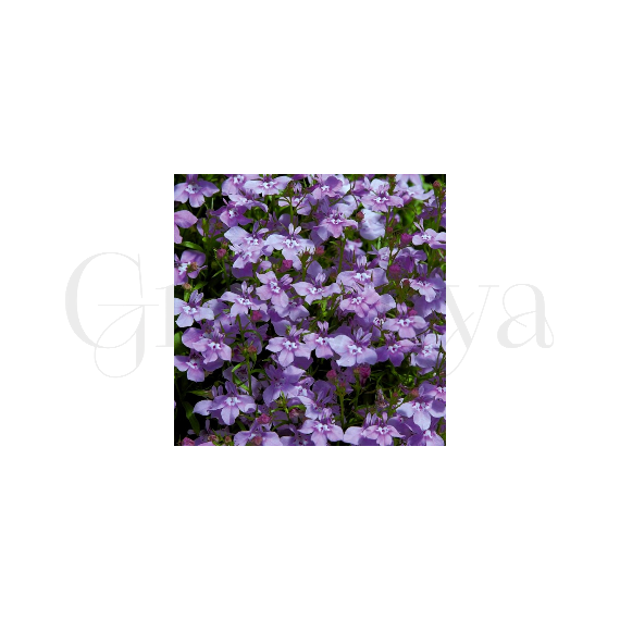 Лобелия прямостоячая Палас Роял 100 шт ПОИСК