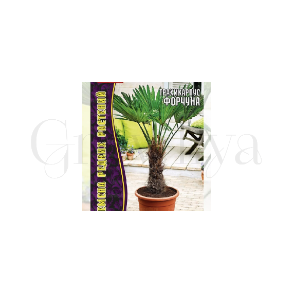 Пальма Трахикарпус Форчуна  ГР