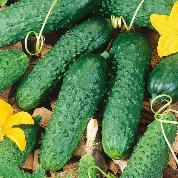 Огурец Герман F1 250 шт