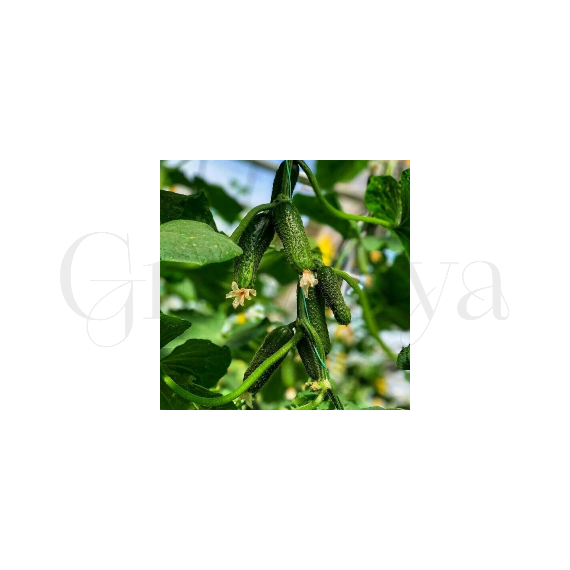 Огурец Дарвин F1 10 шт River Seeds