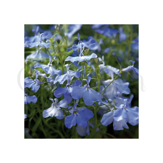 Лобелия прямостоячая Палас Скай Блю 100 шт ПОИСК