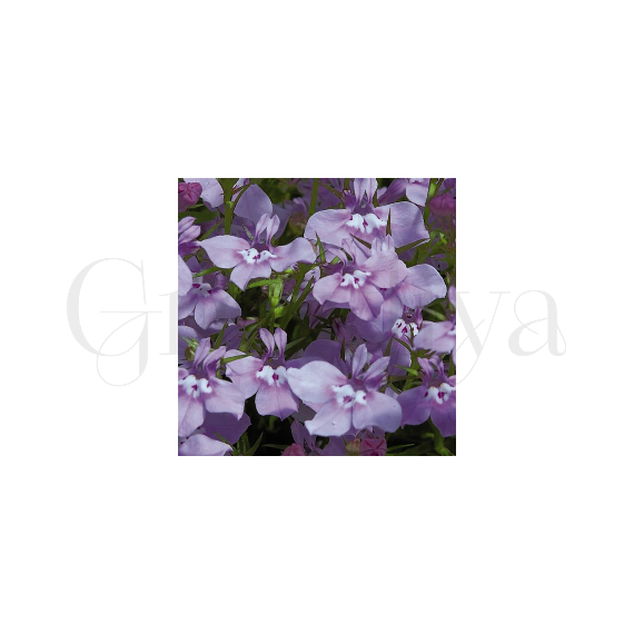 Лобелия прямостоячая Палас Лилак 100 шт ПОИСК