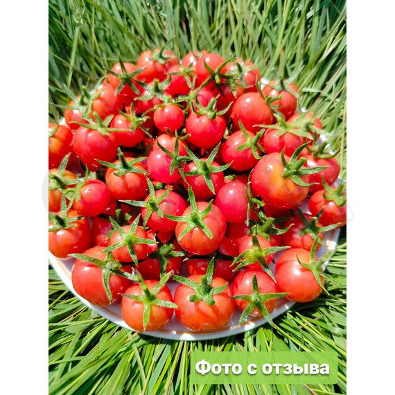 Томат Турецкий Стелющийся 10 шт. Редкие семена