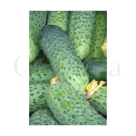 Огурец Герман F1 Seminis 10шт