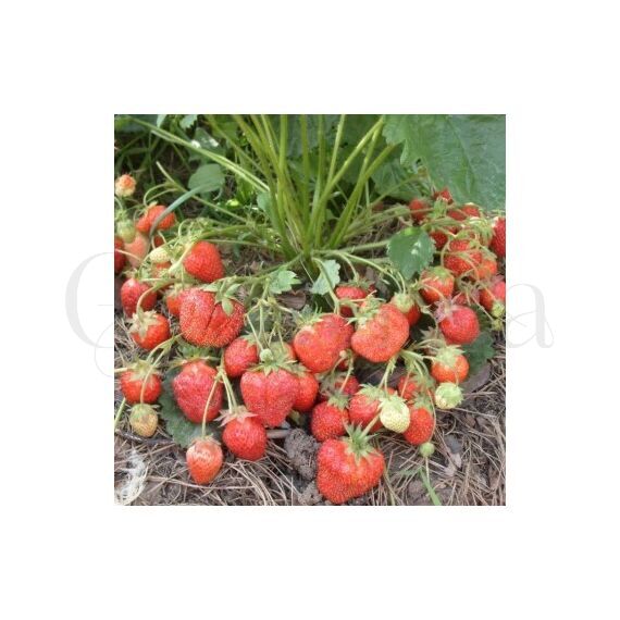 Сахалин клубника земляника 1кг