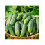Огурец  Барон F1 корнишон 25 шт РЕДКИЕ СЕМЕНА