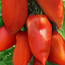 Томат Корнабель F1 Франция 3 шт РЕДКИЕ СЕМЕНА